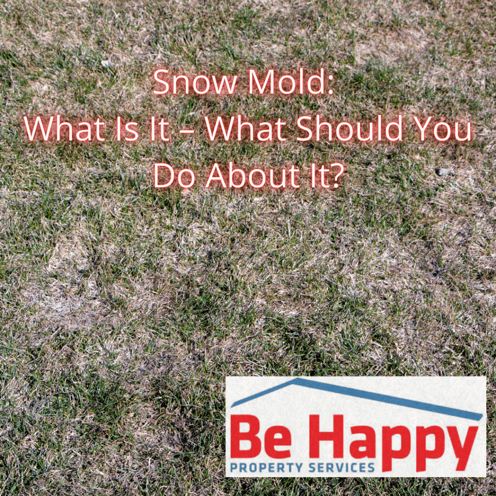 Snow Mold What Is It – What Should You Do About It