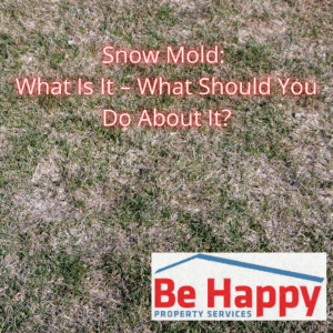 Snow Mold What Is It – What Should You Do About It 