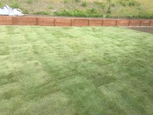 Sod Installation