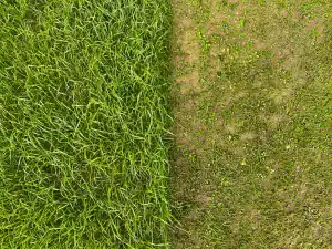 Sod vs. Seed